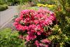 Shrub shape