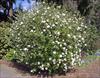 Oval shrub shape