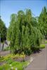 Weeping cascading habit