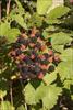 Ripe berries