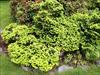 Older plant