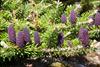 Purple cones in May