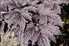 Blue black foliage