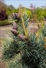 Needles and cones