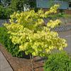 Tree shape