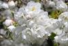 double white flowers