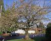 early bloom, grafted tree