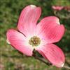 spring flowers