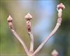 winter buds