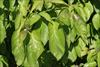 summer leaf color