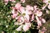 initial dogwood anthracnose on flowers