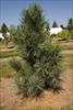 dense growth habit