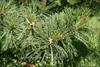 blue green needles and male cones