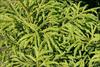 Foliage