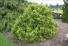 Wider plant