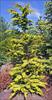 Small tree