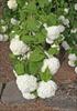 Blooms