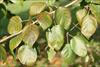 Rounded over leaves
