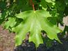 Leaves