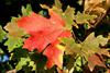Fall color