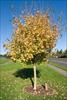 Fall color and leaf loss
