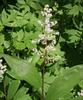 Flower cluster