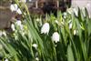 Nodding flower heads