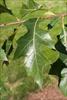 Single leaf with U-shaped lobes