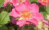 Single flower