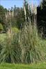 Clumping nature