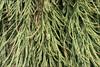 Foliage