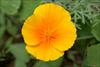 Single flower