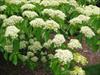 Flower clusters