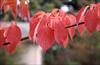 Fall foliage