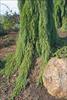 Weeping foliage near the ground