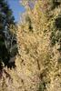 Yellow foliage