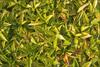 Foliage
