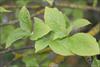Leaves