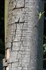 Bark