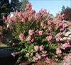 Flowering shrub