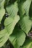 Coarse margin leaves
