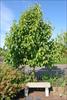 Young tree shape