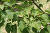 Heart shaped leaves