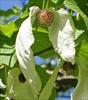 White flower bracts up close