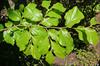 May foliage