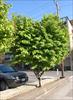 City canopy