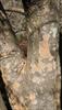 Multi-colored bark