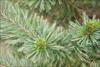 Needles in bundles of 5