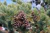 Open cones which are seedless