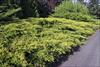 Ground cover along side road